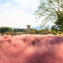 은행나무숲 주차장 부근 이미지