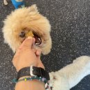 빌리프독 킨더가든 이미지