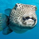 싱글벙글복어 이미지