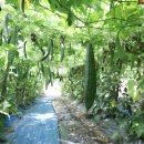 도안종로한약국 이미지