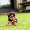 데려가개 | 광주강아지분양 주의깊게 살펴본 데려가개