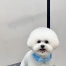 댕화살롱 이미지