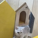 고양이카페 아이캣유 이미지