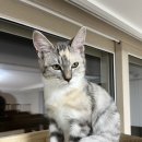 품속동물병원 이미지