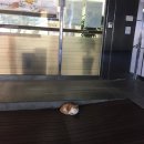빵굽는고양이 이미지