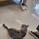 예뻐질개 이미지