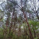 바위천국  송호삼거리 | 단양 제비봉 옆 또 다른 절경, 월악산 옥순봉 구담봉 코스