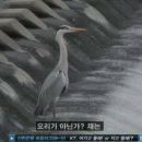 안정들깨삼계탕 이미지