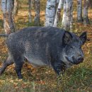 화대농장 이미지