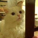 우2동-14 Daum카페