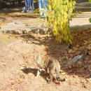 뒷산 공원에서 벵갈고양이를 만났습니다. 이미지