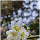 환상숲곶자왈공원 Daum카페