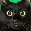 검은고양이 이미지