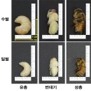 단백질 함량이 무려 52%! 새로운 식품 원료로 인정받은 이것, 앞으로는 이런 보양식도? 이미지