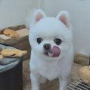 애견이야기 이미지