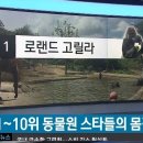 고릴라1978 이미지