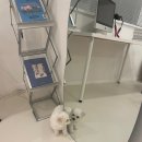 펫스티발 이미지