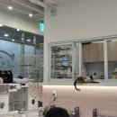 설렘고양이카페 이미지