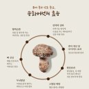 송화농산 | [가야산농산/꿀송버섯] 내돈내산 부모님(+나) 건강 챙겨드릴 송화버섯 구매후기