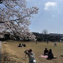 제주대학교 벚꽃 아라캠퍼스 주차장 스팟 후기
