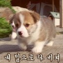 보고 이미지