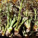 무진장농원 이미지