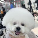 논산애견미용학원 이미지