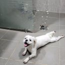 행복한 별 이미지