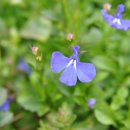 로벨리아(lobelia) 이미지