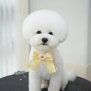 스위프트살롱 이미지