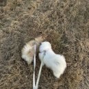 성산일출봉농업협동조합 | 제주 일출명소 성산일출봉 광치기해변에서 보는 2026년 새해 일출!!