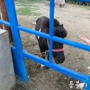 어린왕자게스트하우스 | [ 제주 ]제주도 어린왕자게스트하우스 후기 (사진많음)
