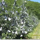 갈태농원 이미지