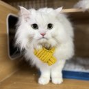 동물보육원 이미지