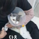 애옹이발소 이미지