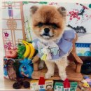 콩몽이네 이미지