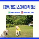 스테이다독 | [스테이다독] 청도 반려견동반 여행 대형견 동반 가능한 독채 펜션 솔직 리뷰