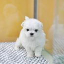 아이러브펫동물병원 이미지