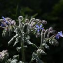 보리지(Borage) 이미지