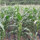 화강농장 이미지