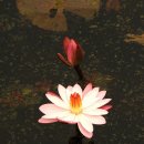 라흐