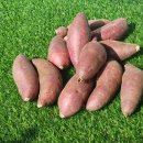 일철농장 | 꿀밤고구마 [마지막 공구] 황토밭고구마 베니하루까 다음주 월요일 마지막 발송 되어유