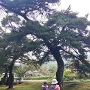 후기: 2025.10.14(2차) 거창 서출동류 물길 트레킹 &amp; 감악산 아스타꽃 이미지