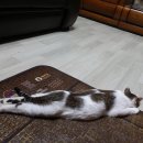 사랑하