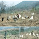 풍창농장 네이버블로그