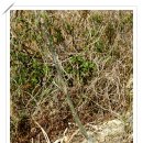 은행나무 농장 이미지