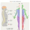 대상포진진단비보장 특별약관[계약일부터 1년경과시점 전일 이전:보험가입금액의 50%] 이미지