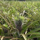 경치농장 이미지