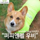 [중형견 강아지우비]웰시코기 하루냥의 단골샵 퍼피엔젤