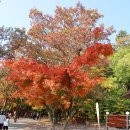 고창^선운사 단풍계곡&함평^국화축제 이미지